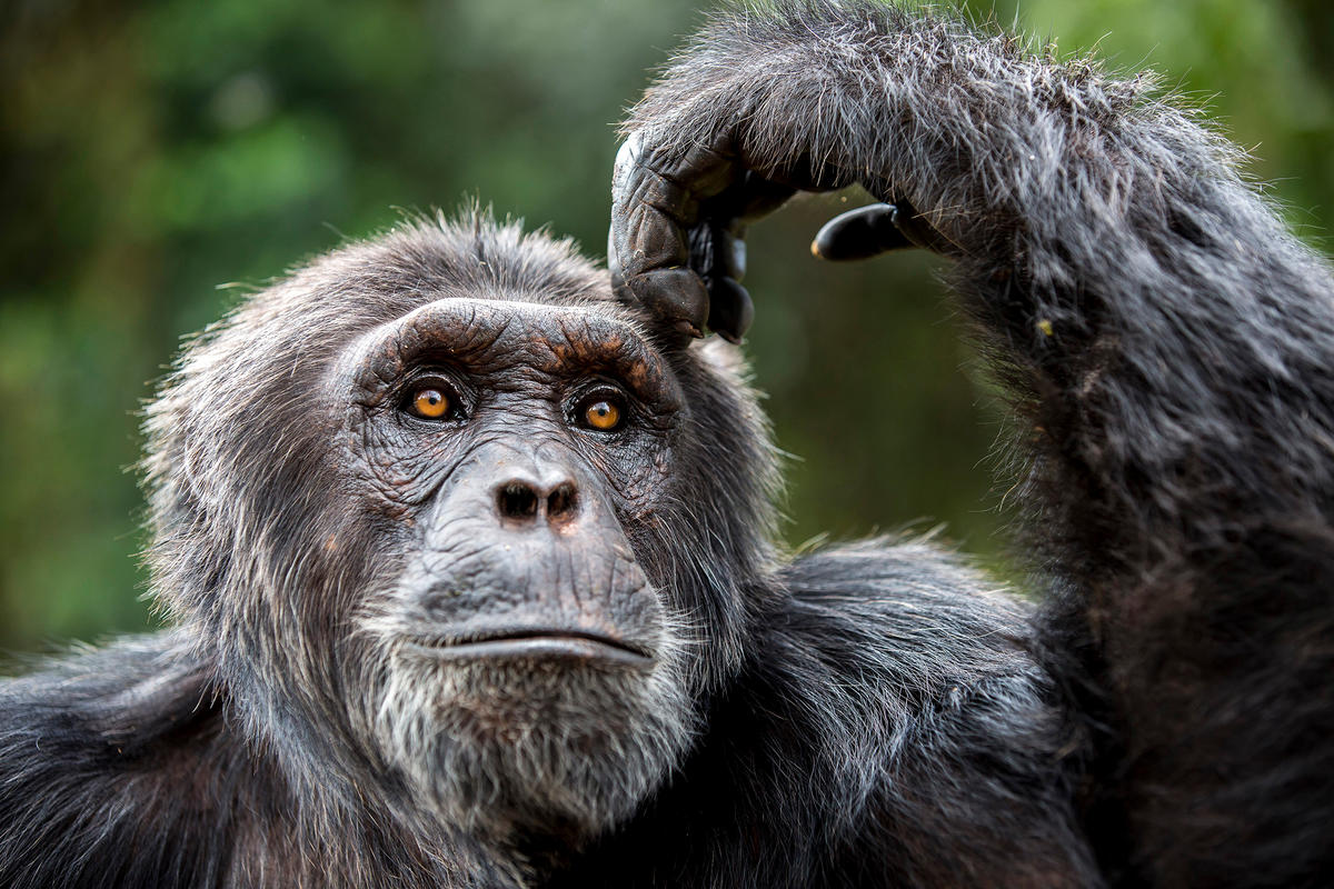 A chimpanzee (Pan troglodytes) from the Ngamba Island Chimpanzee Sanctuary, Uganda, Africa