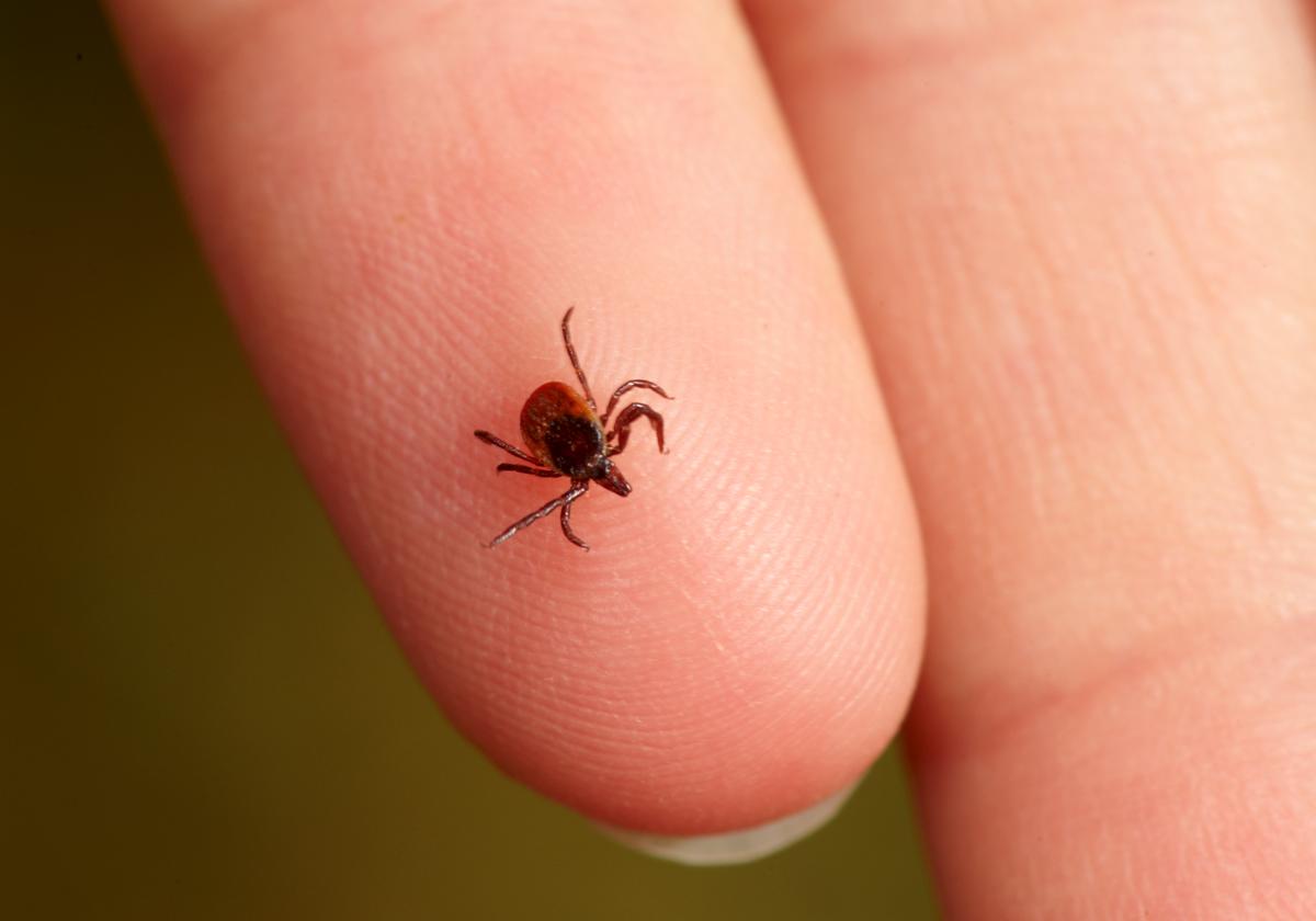 A tick (Ixodes ricinus) on a finger.