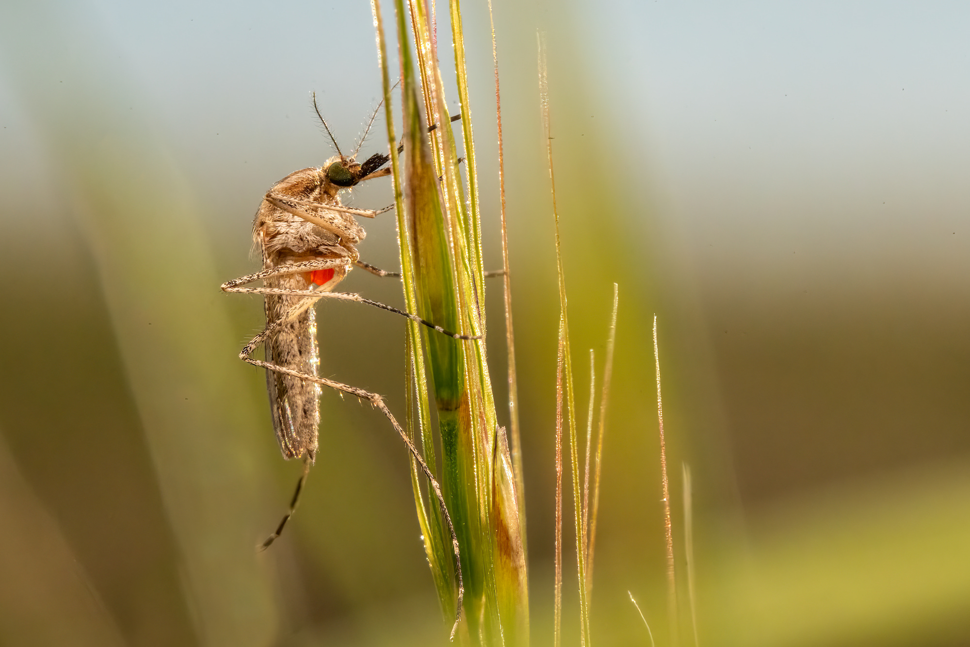 Mosquito and mite, Brady Ranch, Winnett, Montana