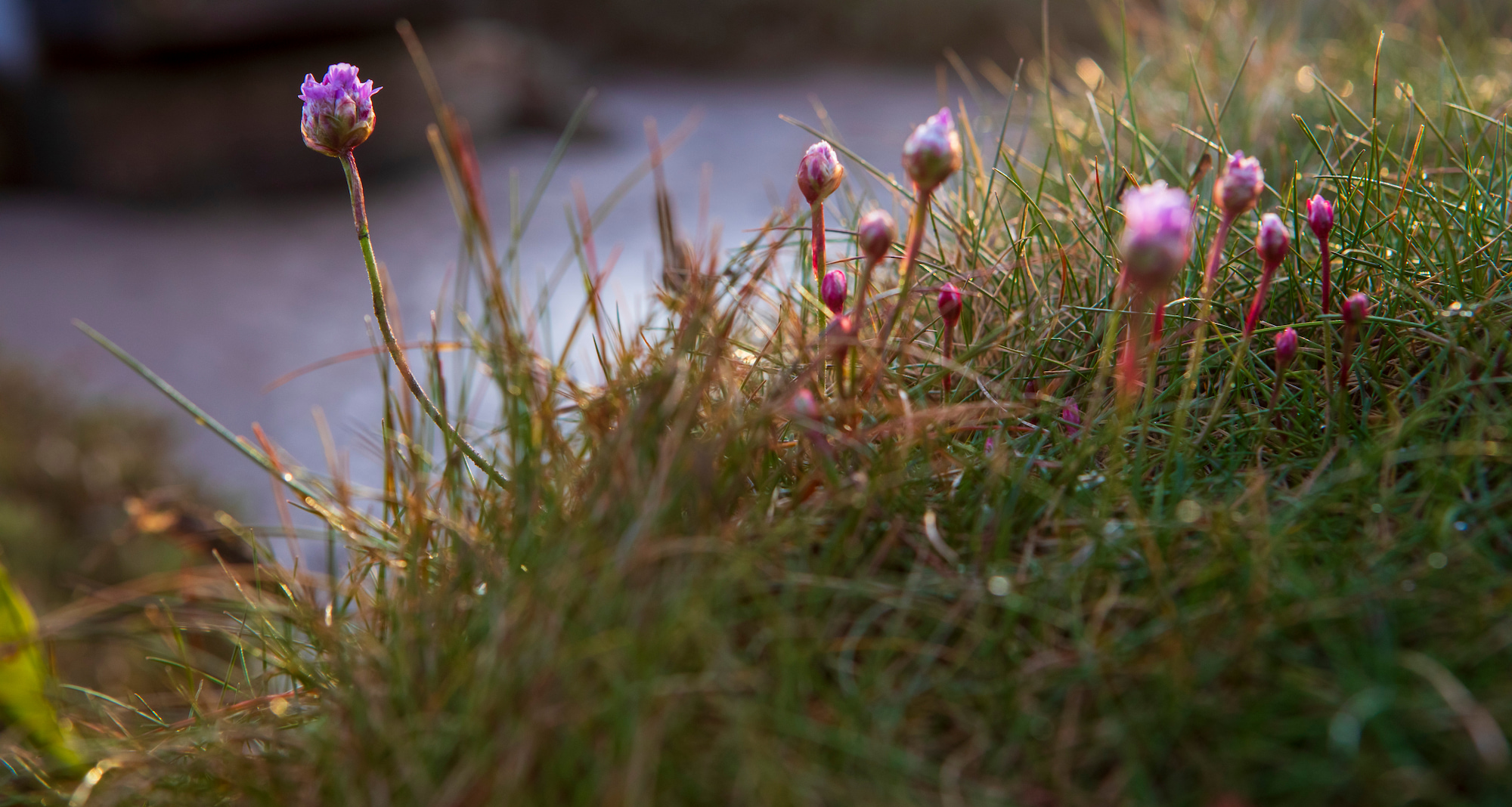  Flowering sea thrift ( sometimes called 'sea pink' ). Stiffkey Marsh, Stiffkey, North Norfolk, UK.