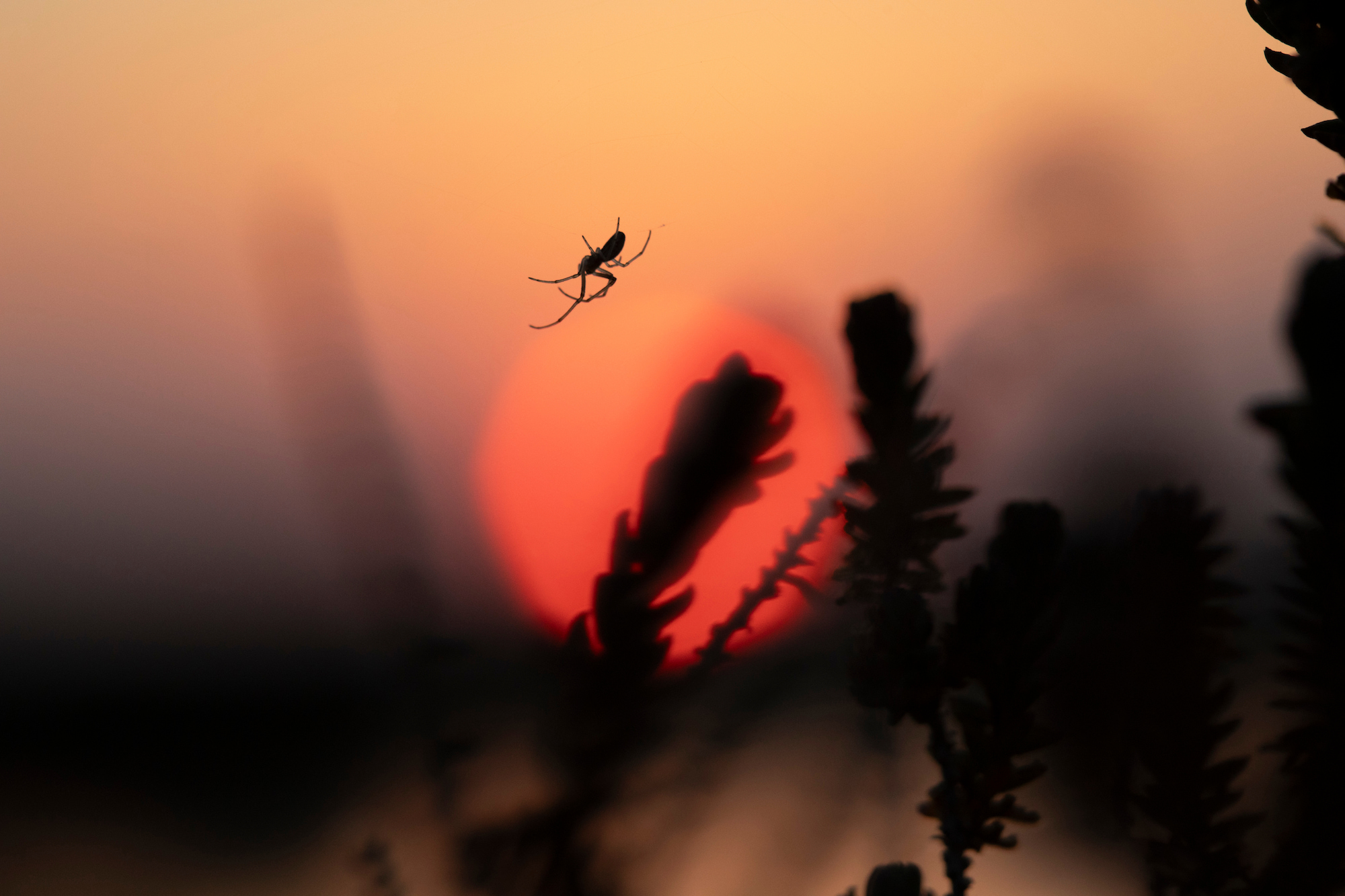  Spider spinning web at sunset. Stiffkey Marshes, Stiffkey, North Norfolk, UK.