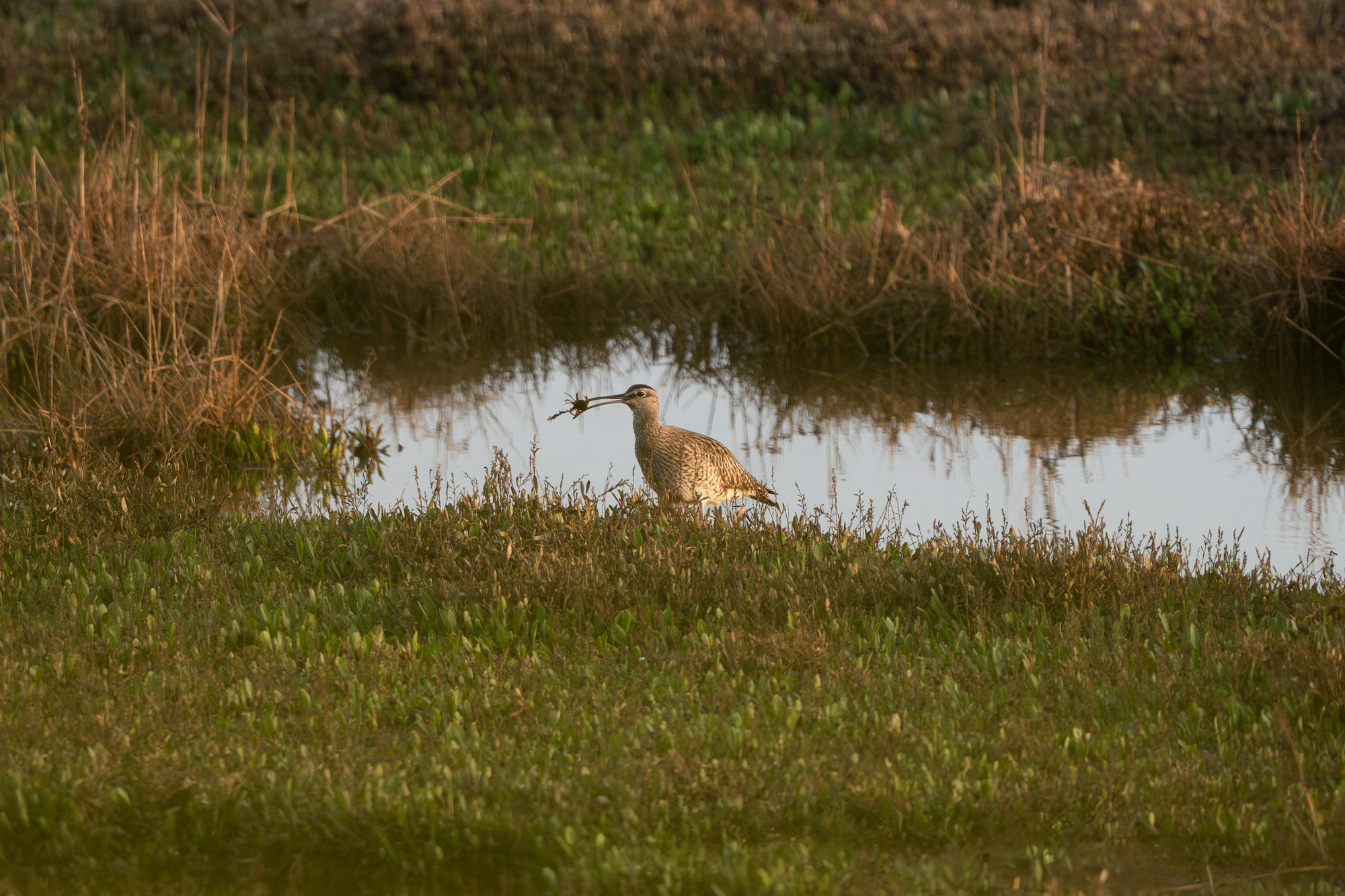Curlew (Tyto alba) feeding. Stiffkey Marshes, Stiffkey, North Norfolk, UK.