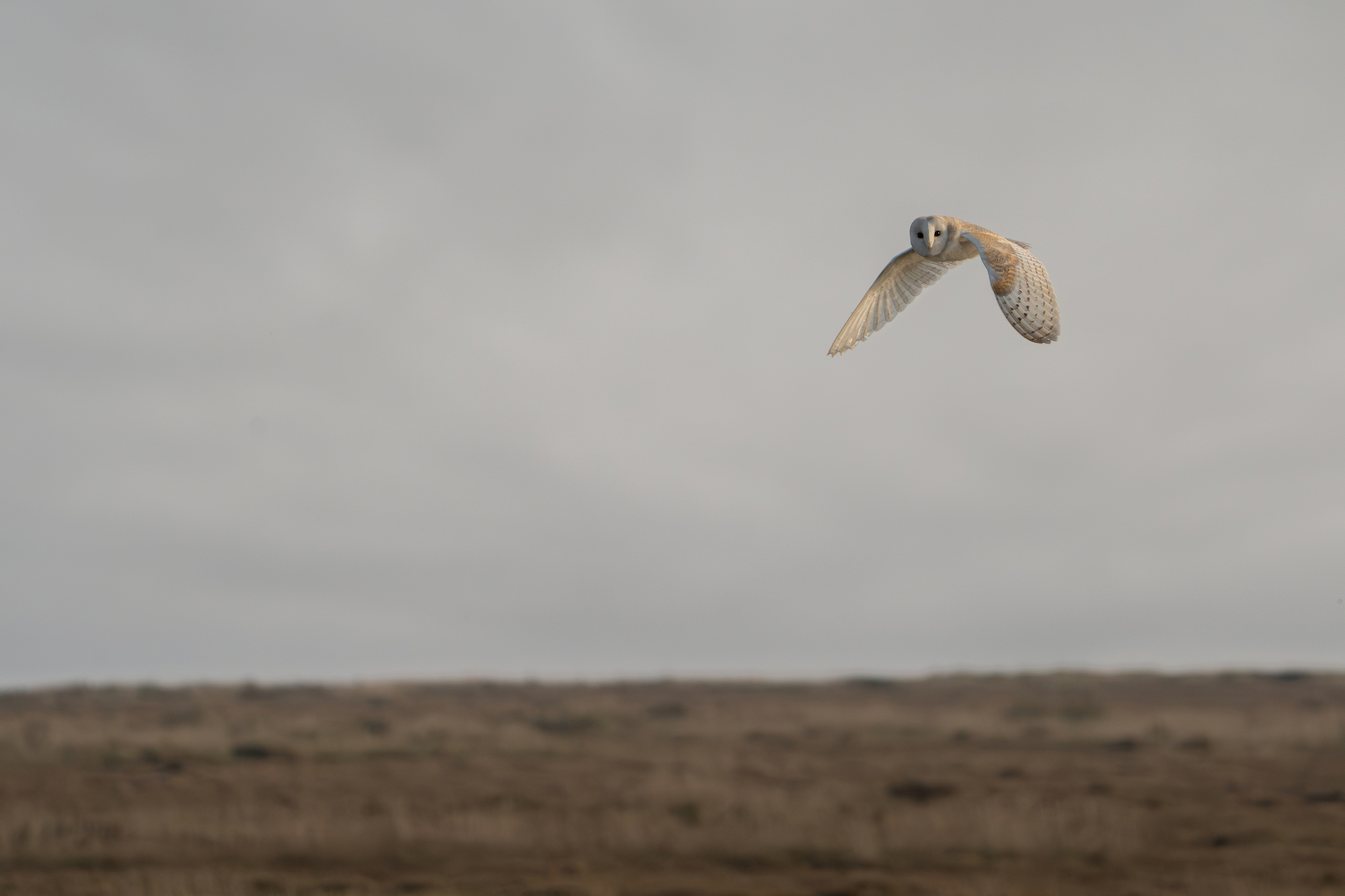 Barn owl (Tyto alba) hunting on Stiffkey Marsh. Stiffkey, North Norfolk, UK.