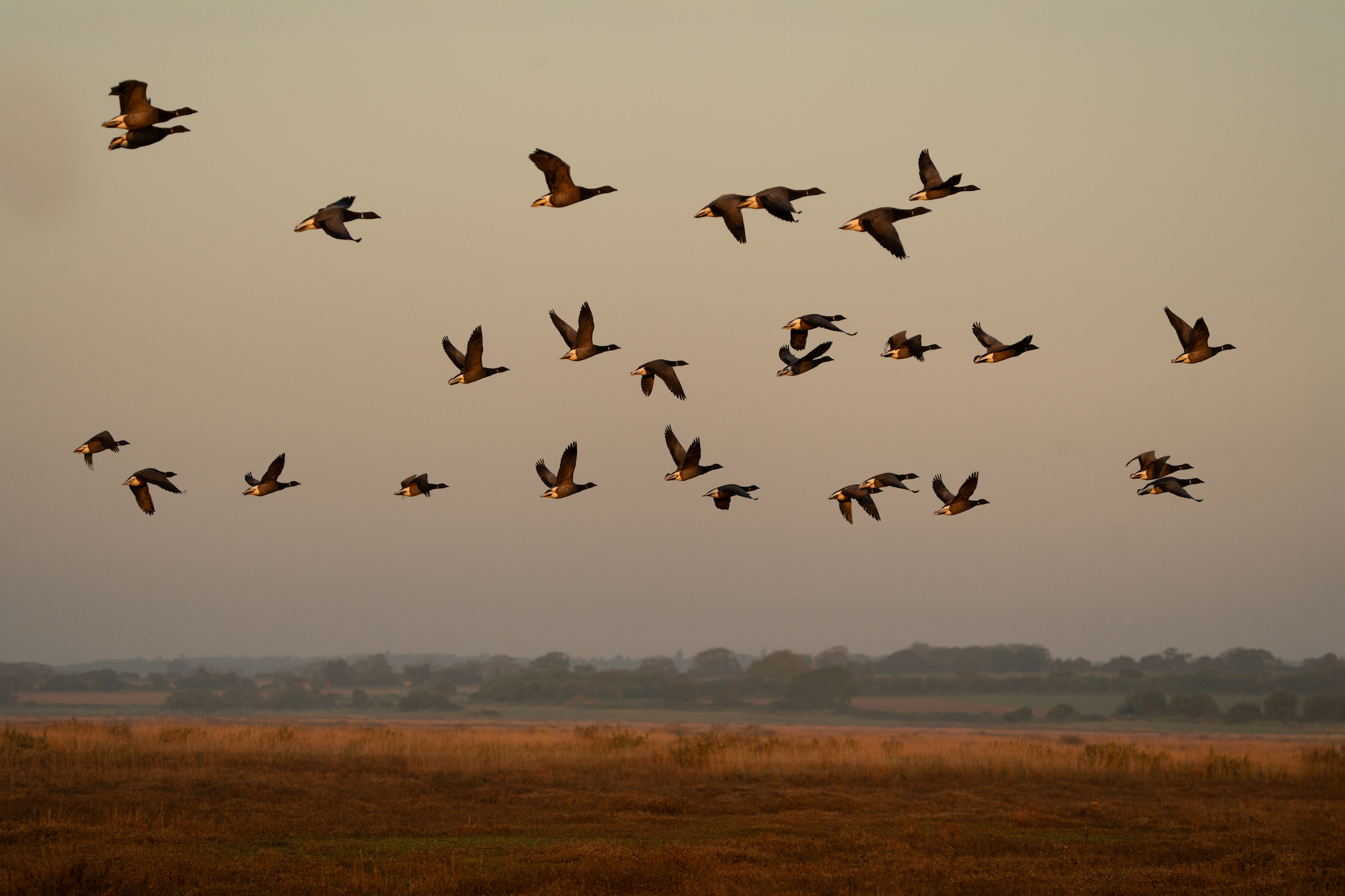 Dark bellied Brent geese in flight. Stiffkey Marsh. Stiffkey, North Norfolk, UK