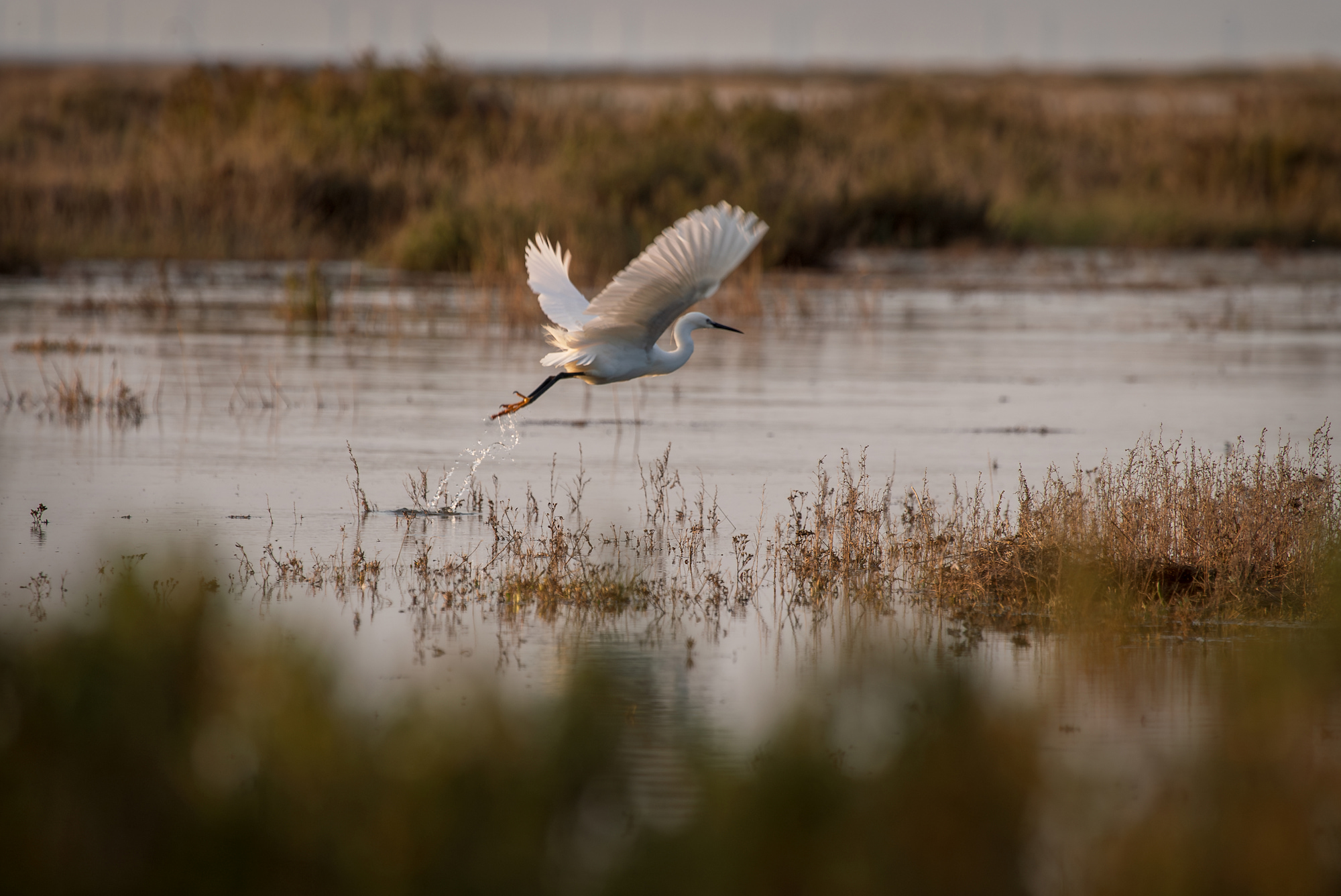 Egret taking off. Stiffkey Marsh. Stiffkey, North Norfolk, UK