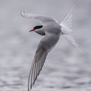 Arctic Tern image