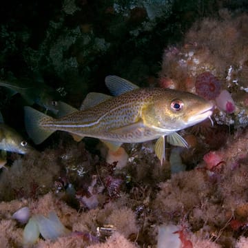 Atlantic Cod image