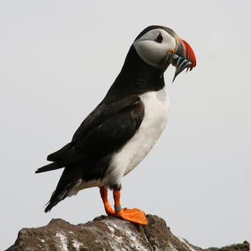 Atlantic Puffin image