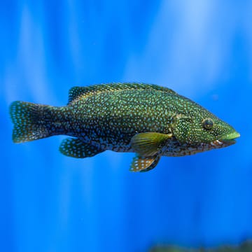 Ballan Wrasse image