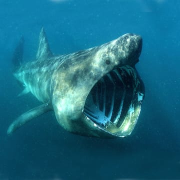 Basking Shark image