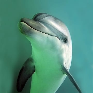 Common Bottlenose Dolphin image
