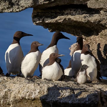 Common Guillemot image