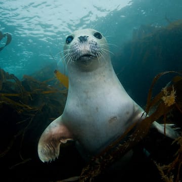 Common Seal image