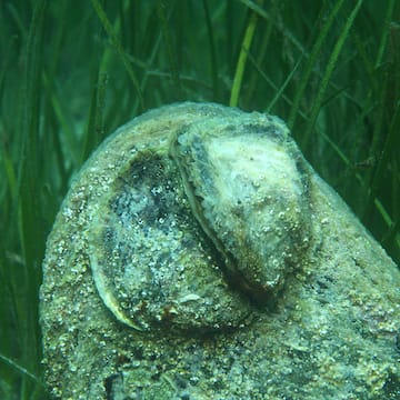 European Native Oyster image