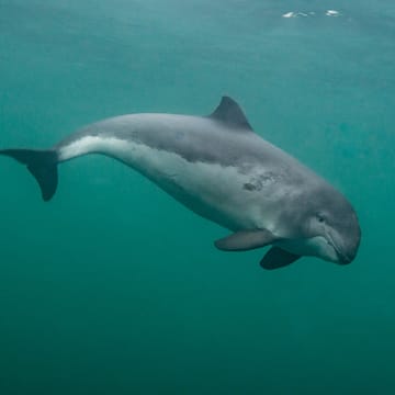 Harbour Porpoise image