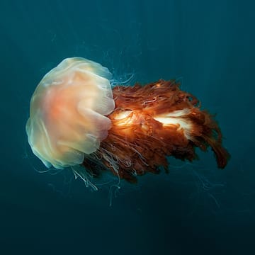 Lion’s Mane Jellyfish image