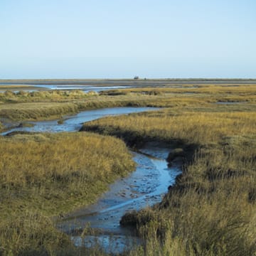 Saltmarsh image