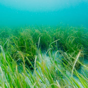 Seagrass image