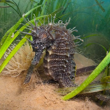 Long-snouted Seahorse image