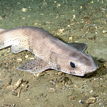 Small-Spotted Catshark image