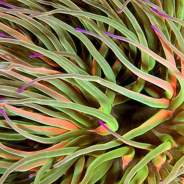 Snakelocks Anemone image