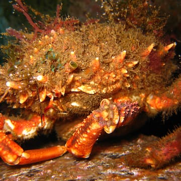 Spiny Spider Crab image