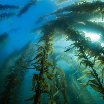 Kelp image