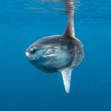 Sunfish image