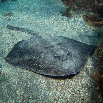 Thornback Ray image