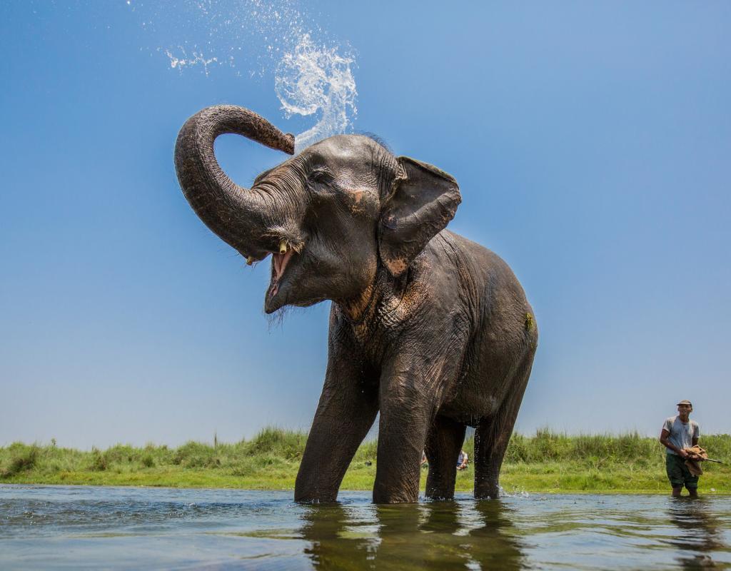 Asian elephants | WWF