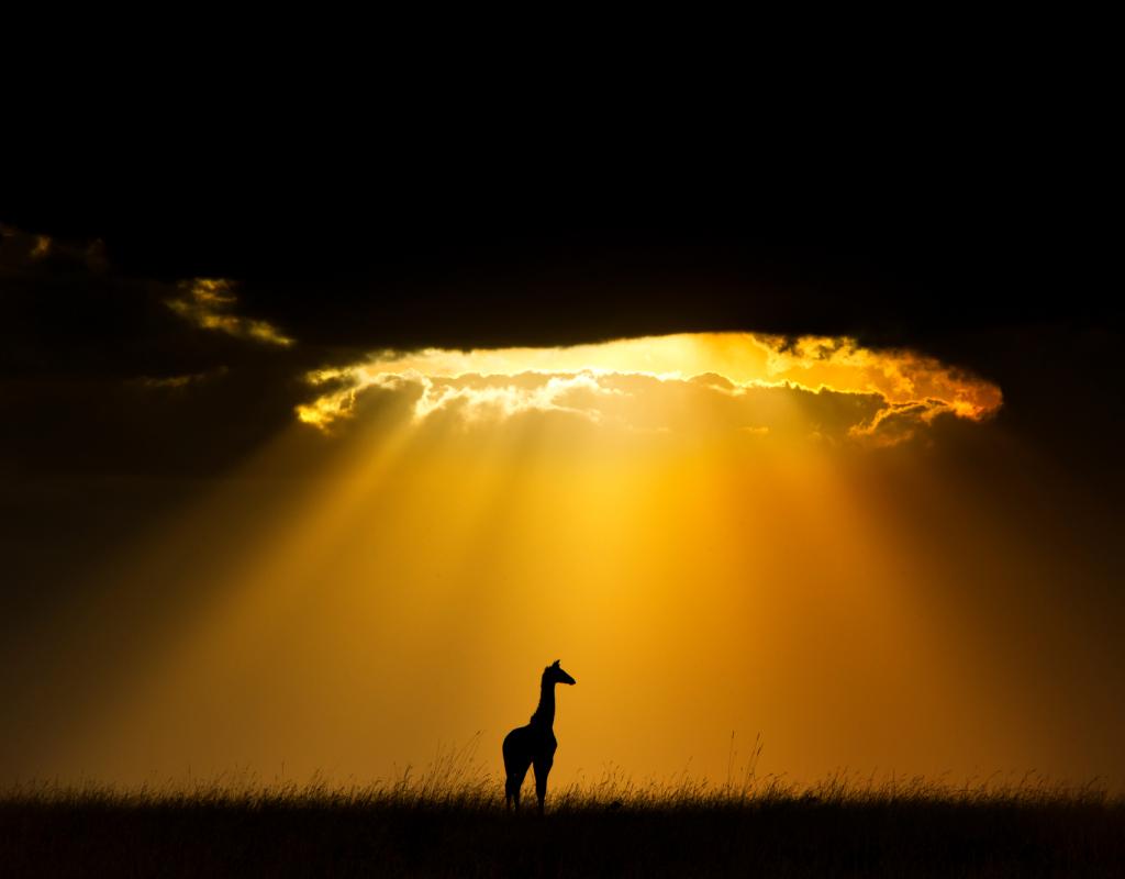 Maasai Giraffe silhouetted by the setting sun