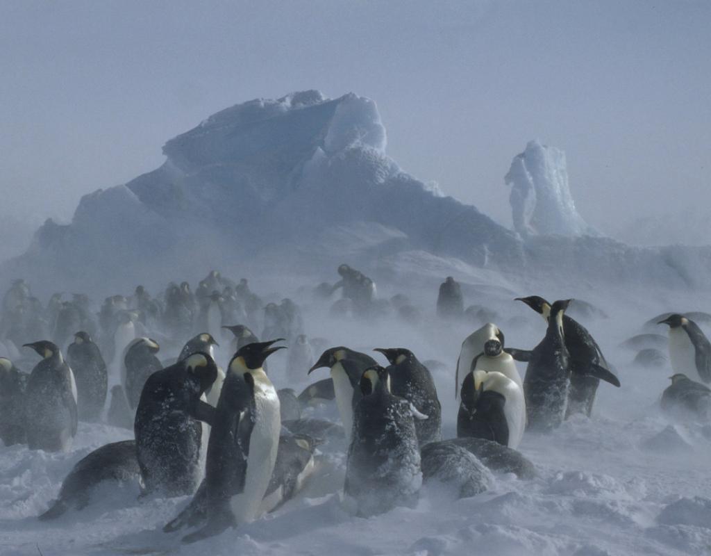 Aptenodytes forsteri Emperor penguin Adults & chicks in snow storm Dawson-Lambton Glacier, Antarctica