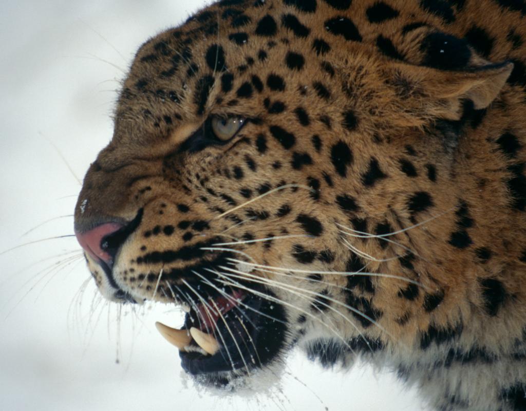 Amur leopard