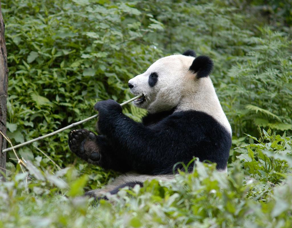 How many pandas live in the wild today?