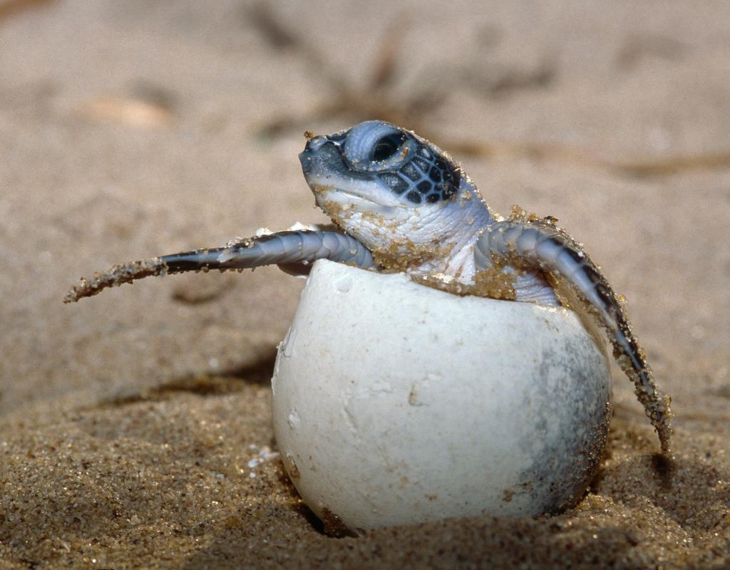 Green turtle hatchling breaking out of its egg