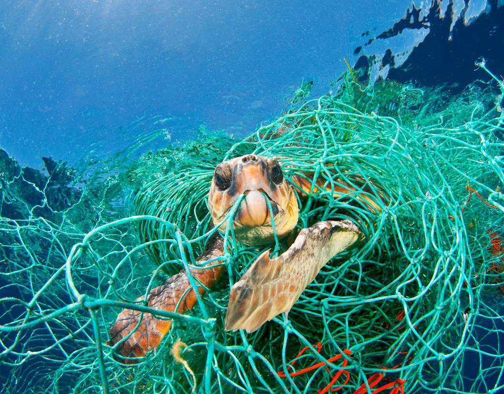 Loggerhead turtle trapped in a drifting abandoned net
