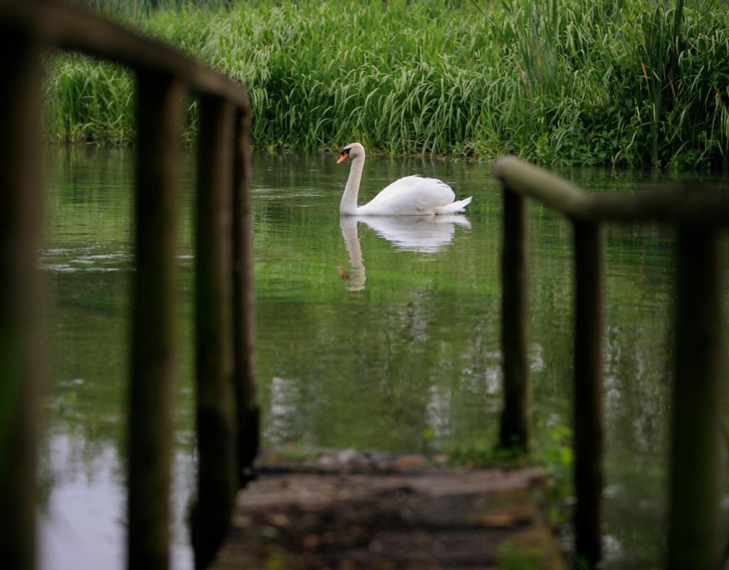 Swan on a river in the UK