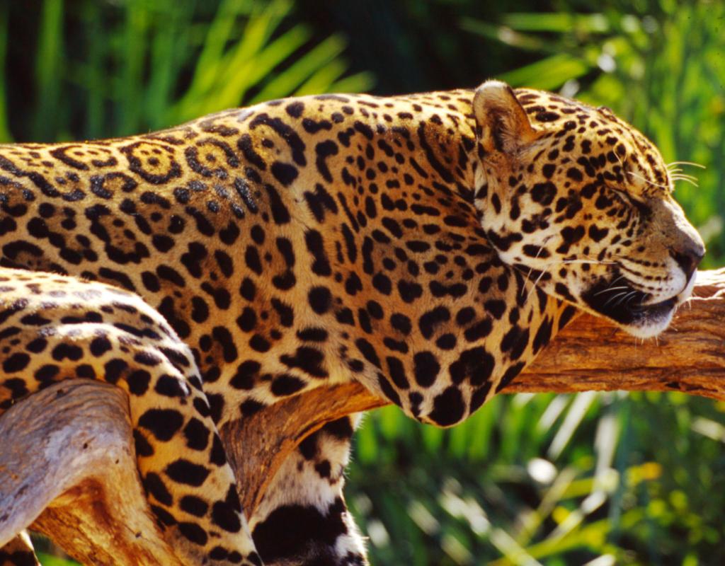 Jaguar sleeping on a branch