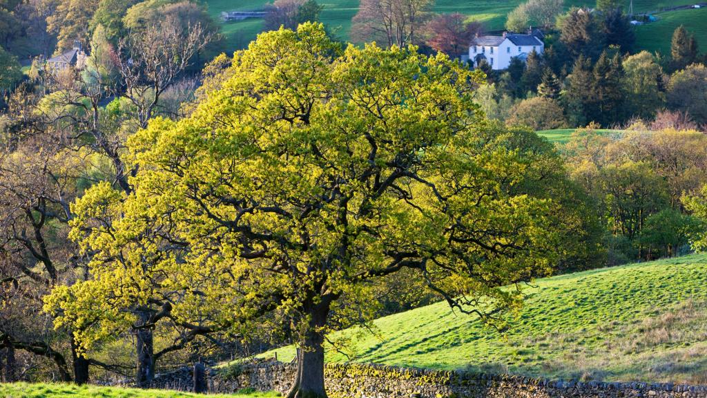 An Oak tree in Spring, Ambleside, Cumbria, UK. 