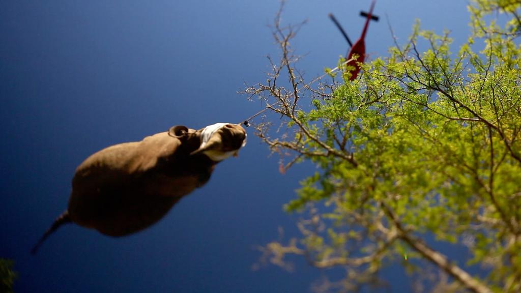 A tranquillised black rhino bing airlifted