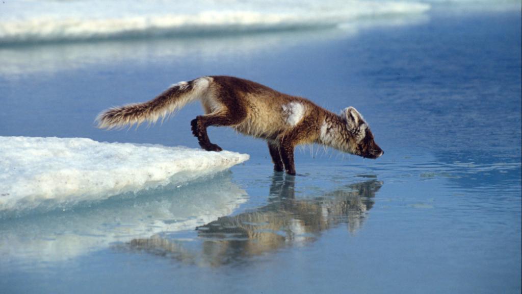 Arctic fox