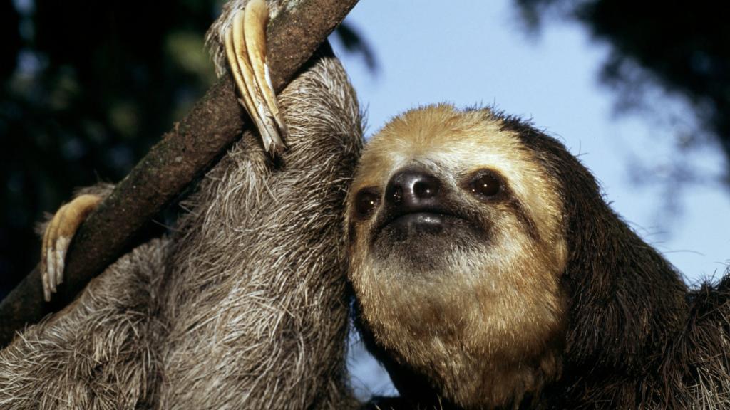 Bradypus tridactylus Pale-throated three-toed sloth