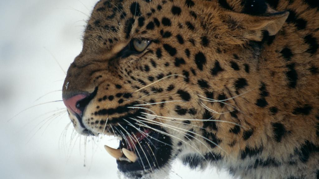 Amur leopard snarling in snow