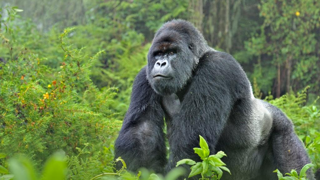 Mountain gorilla