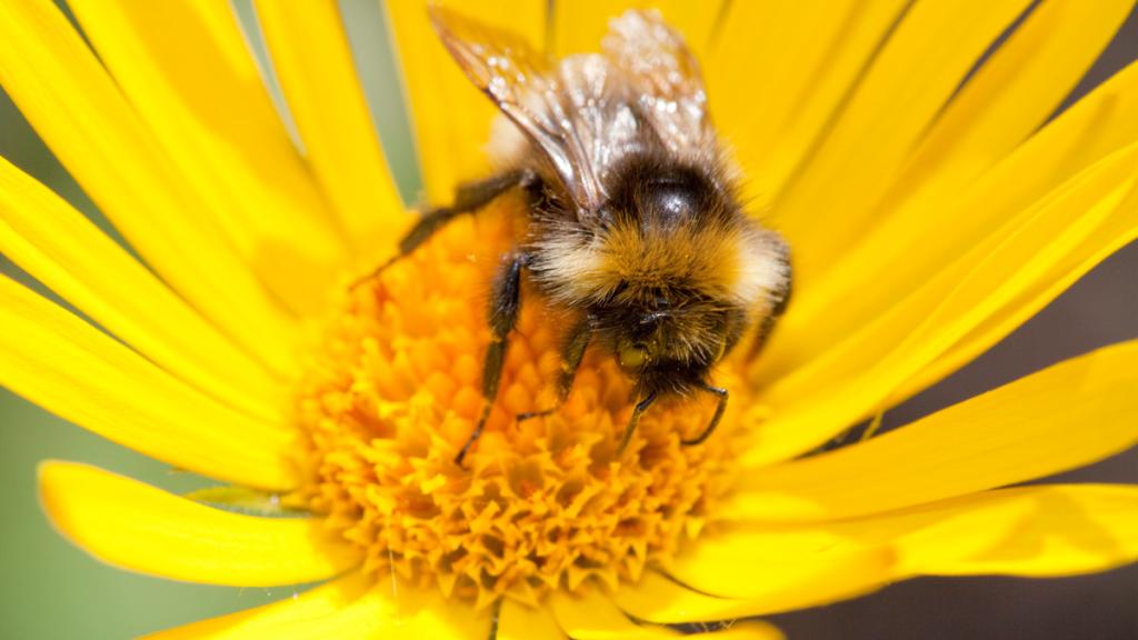 Bumblebee feeding on garden plants. 