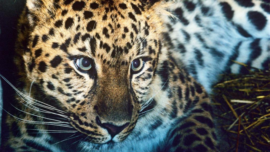 Amur leopard (Panthera pardus orientalis)