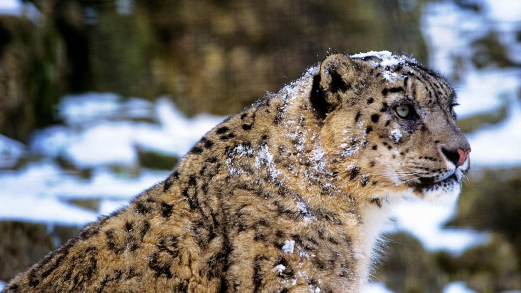 Snow leopard (Panthera uncia)