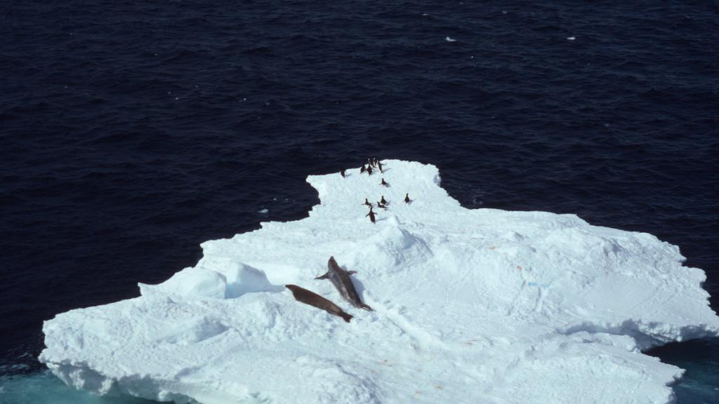 Lobodon carcinophagus & Pygoscelis adeliae Crabeater seal & Adelie penguin Several on an iceberg Antarctica