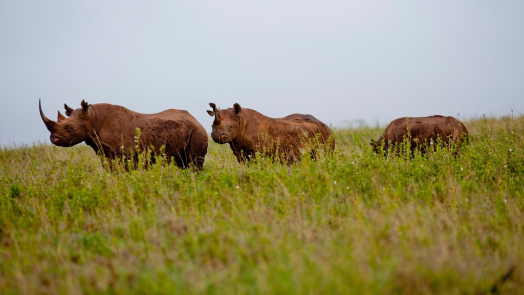 Black rhinos ( Diceros bicornis ) in Nairobi National Park, Kenya