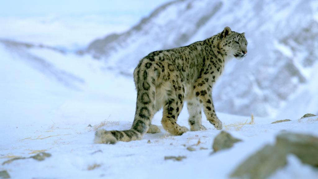 Snow leopard (Panthera uncia)